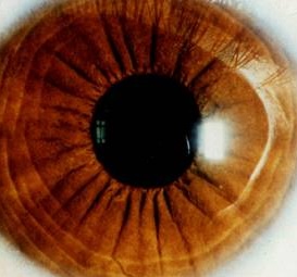 An Introduction To Iridology - Petworks - Advice From Industry Pet Care 