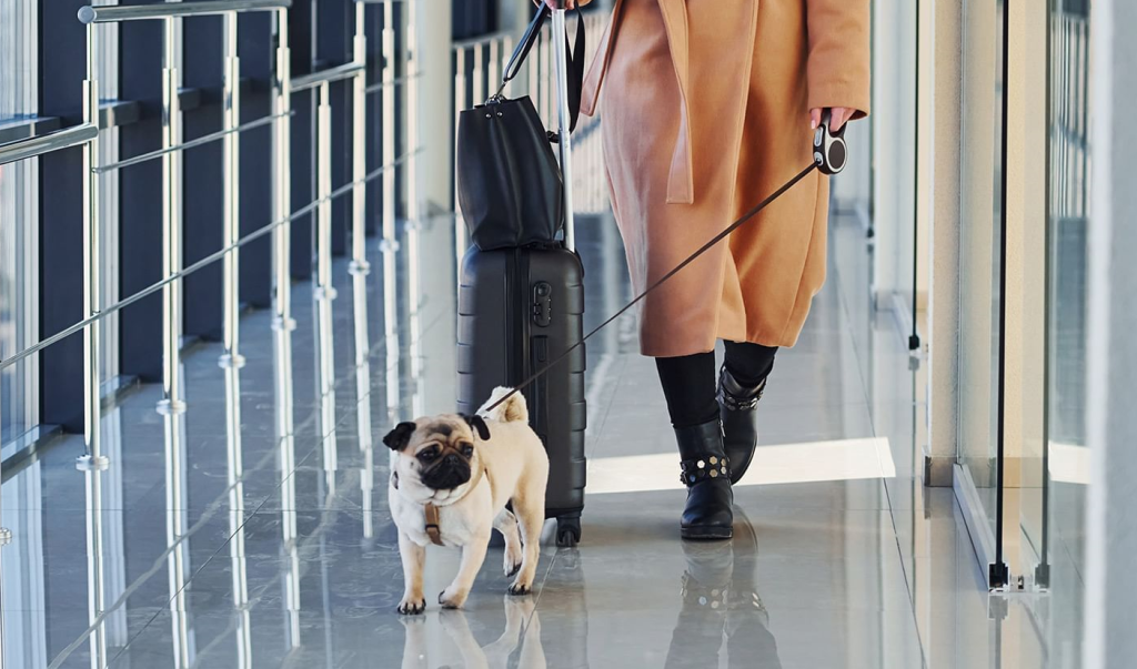 Top 7 US Pet Friendly Airports - Advice From Petworks Pet Pros