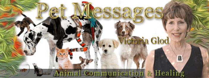 Animal Communicator