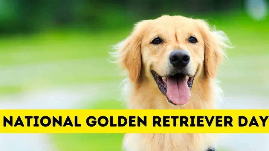 National Golden Retriever Day Petworks And Goldens Celebrate