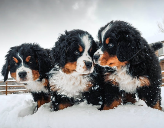 Bernese Mountain Dog Breeders - Petworks Puppy Wellness Care