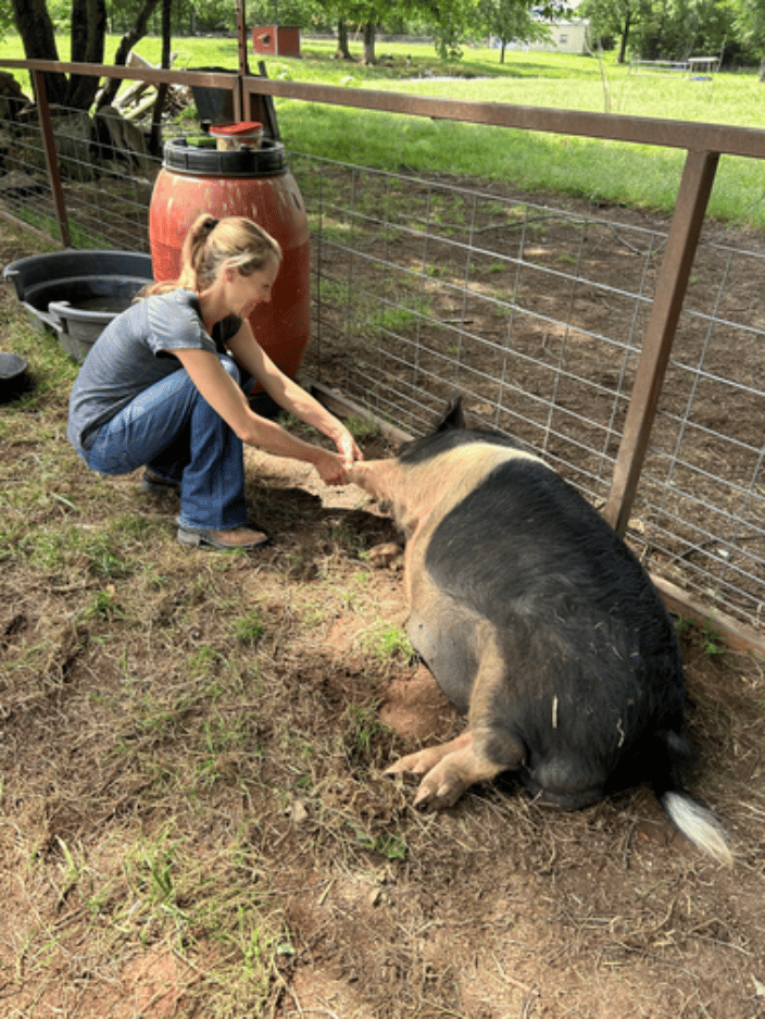 Kunekune pig receiving care