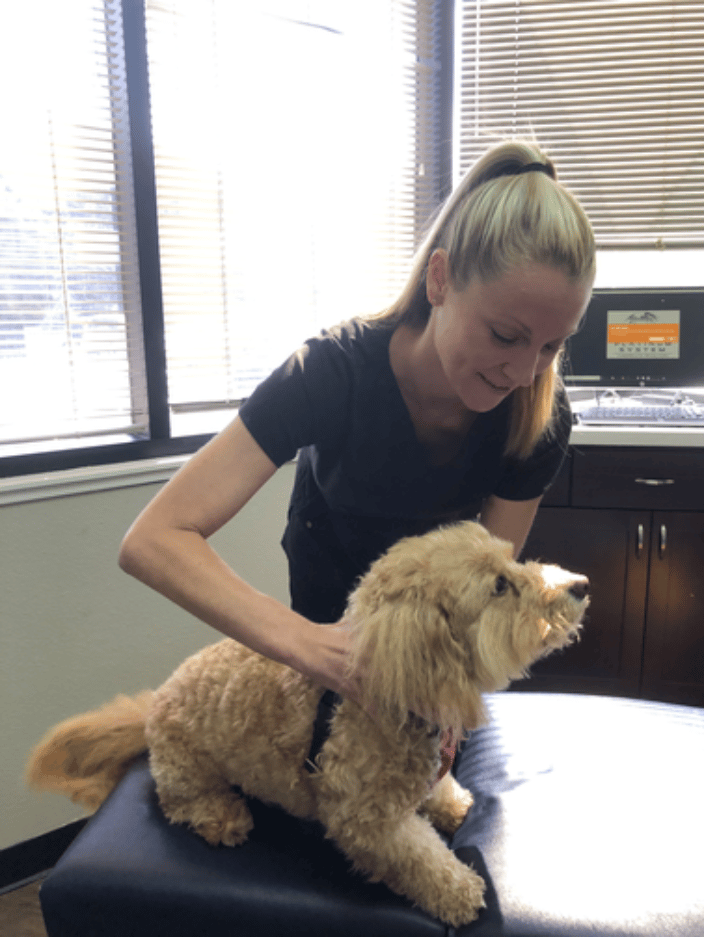 Canine Chiropractic