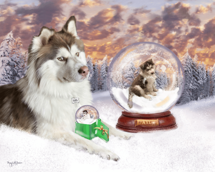 Custom Story portrait of Axl the Husky