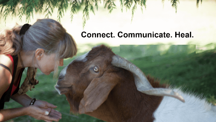 Animal Reiki Seattle Washington